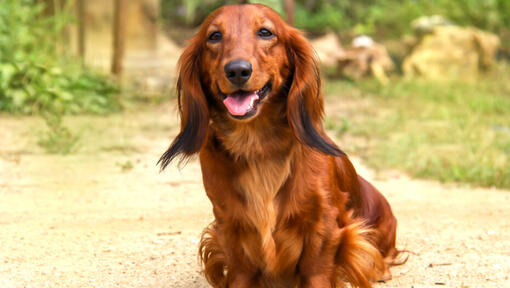 Dachshund Long Haired Dog Breed Information Purina